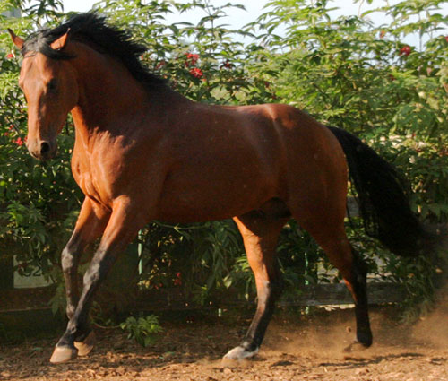 KIGER MUSTANG